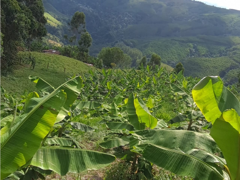 SE VENDE FINCA EN GENOVA QUINDIO COLOMBIA - 3