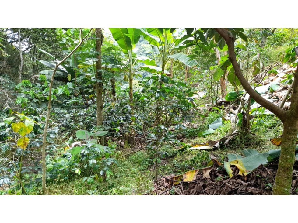 SE VENDE FINCA EN PIJAO, QUINDIO, COLOMBIA - 3