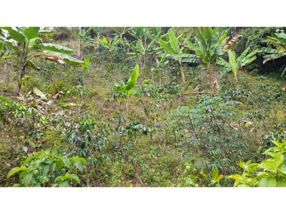 SE VENDE FINCA EN PIJAO, QUINDIO, COLOMBIA - 4