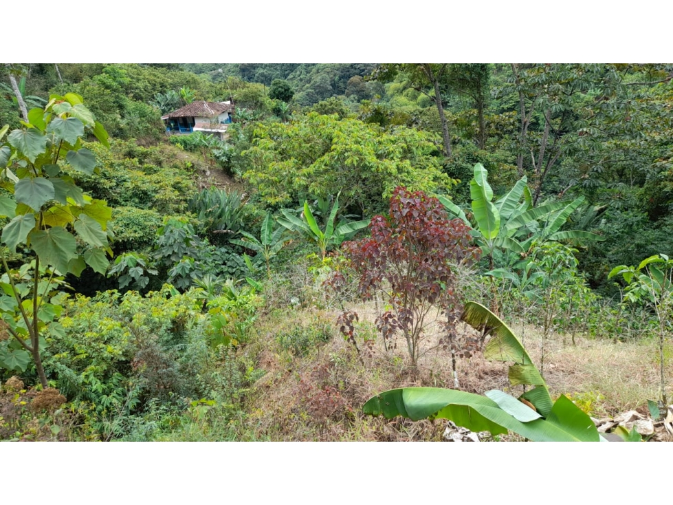SE VENDE FINCA EN PIJAO, QUINDIO, COLOMBIA - 5
