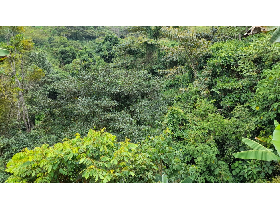 SE VENDE FINCA EN PIJAO, QUINDIO, COLOMBIA - 6