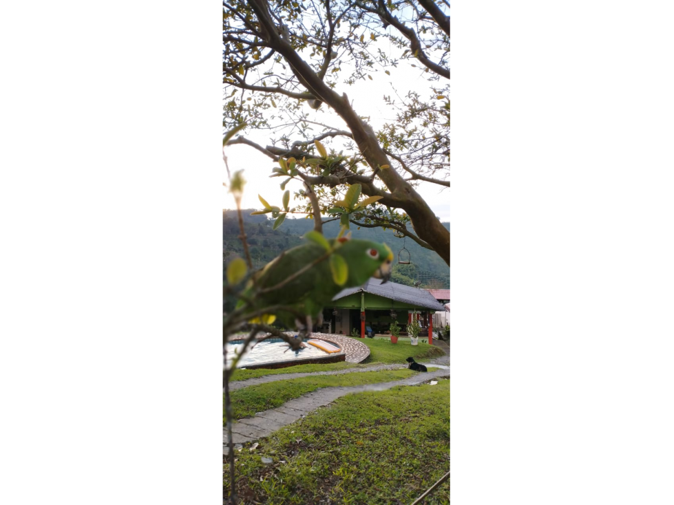 VENTA FINCA EN PIJAO QUINDIO, COLOMBIA CEL. 320 7746921 - 6