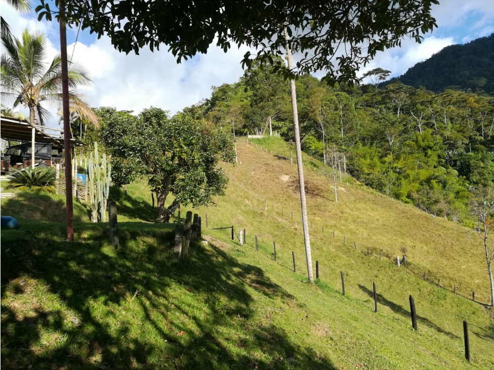 VENTA FINCA EN PIJAO QUINDIO, COLOMBIA CEL. 320 7746921 - 5