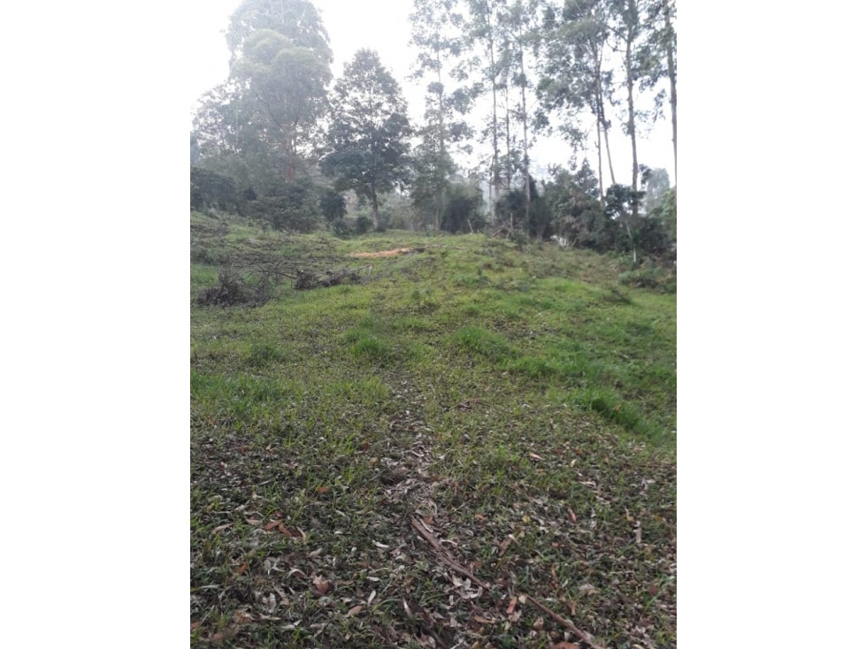 SE VENDE FINCA EN EL MUNICIPIO PIJAO QUINDIO. - 3