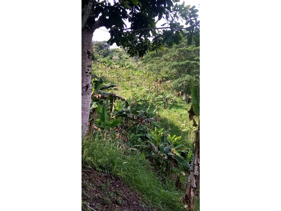 VENTA FINCA EN BUENAVISTA QUINDIO COLOMBIA . 3207746921-3162818031 — foto 3