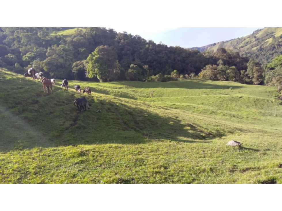 SE VENDE FINCA EN MANIZALES CALDAS COLOMBIA — foto 5