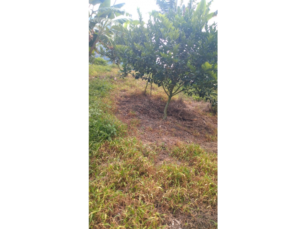 SE VENDE LOTE EN GENOVA ,QUINDIO COLOMBIA - 2