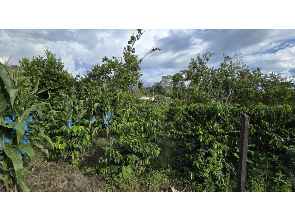 SE VENDE CASA LOTE CON CULTIVOS VIA AL CAIMO, QUINDIO COLOMBIA - 4