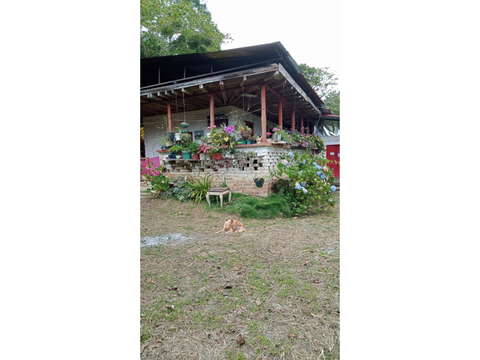 SE VENDE FINCA CERCANA A GENOVA QUINDIO COLOMBIA - 1