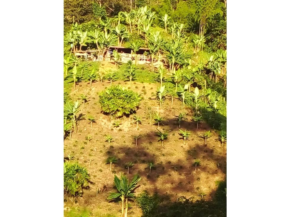 SE VENDE FINCA EN EL MUNICIPIO DE CORDOBA QUINDIO COLOMBIA - 3