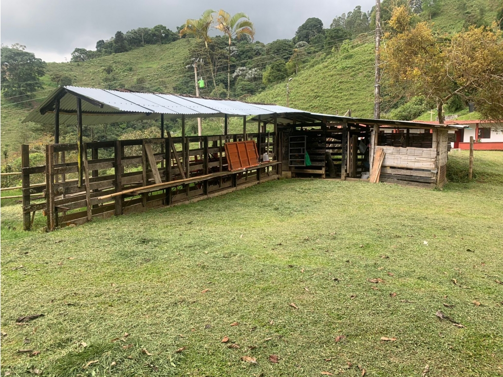 SE VENDE FINCA EN EL MUNICIPIO DE CORDOBA QUINDIO COLOMBIA - 5