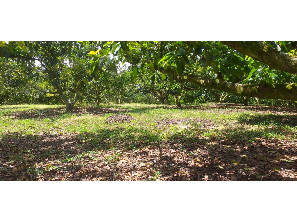 VENTA LOTE SUR ARMENIA QUINDIO, COLOMBIA. CEL. 320 7746921 — foto 2
