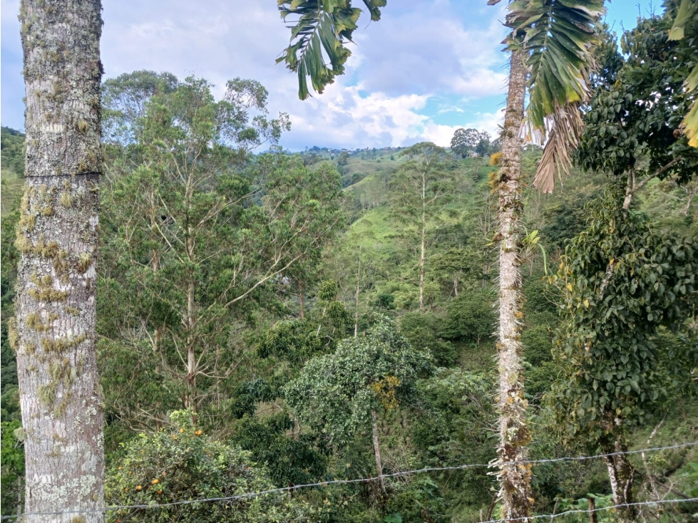 VENTA FINCA FILANDIA QUINDIO COLOMBIA 3207746921 — foto 3
