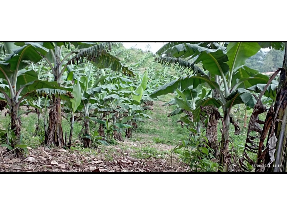 VENTA FINCA EN CIRCASIA QUINDIO COLOMBIA-3207746921 — foto 4