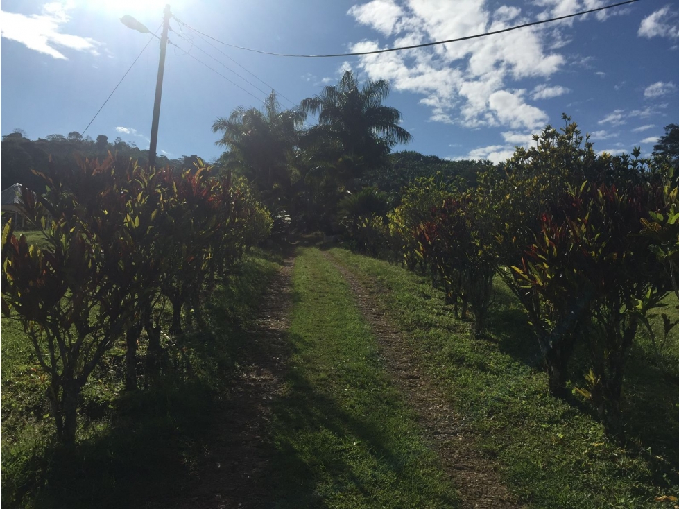 VENTA FINCA CAICEDONIA VALLE COLOMBIA-3207746921 - 4