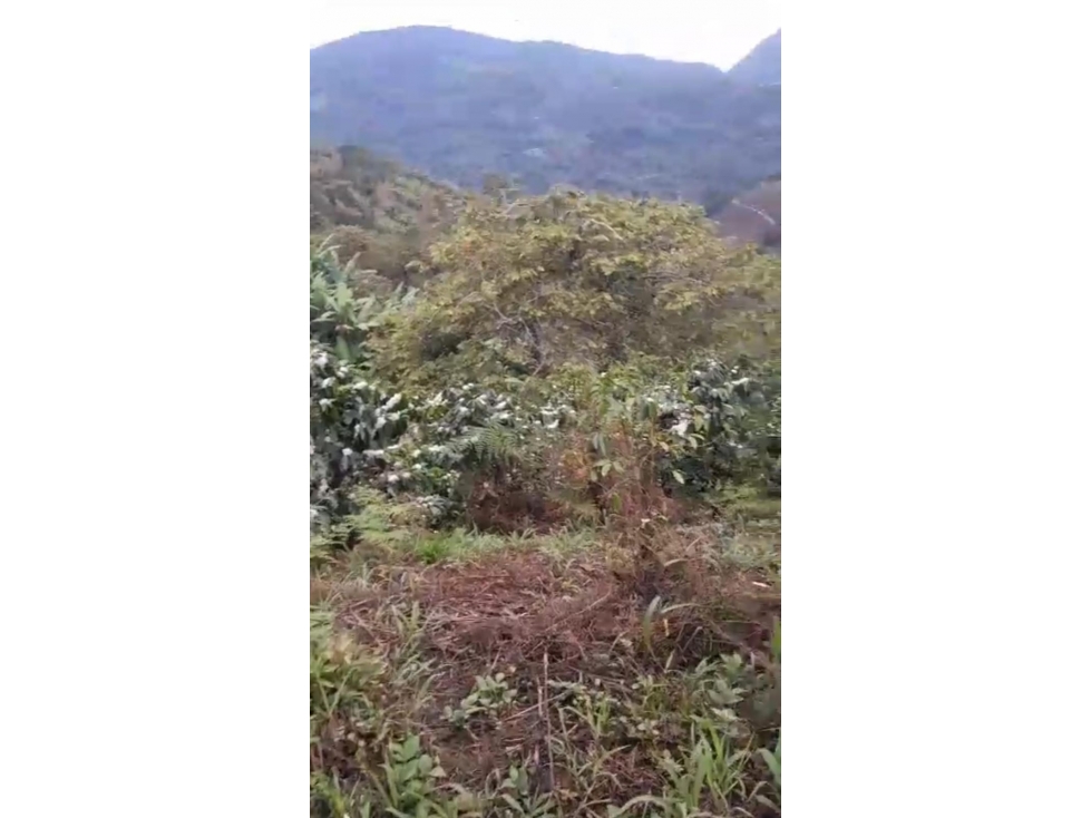 SE VENDE FINCAL EN GENOVA QUINDIO QUINDIO COLOMBIA-3207746921 - 5