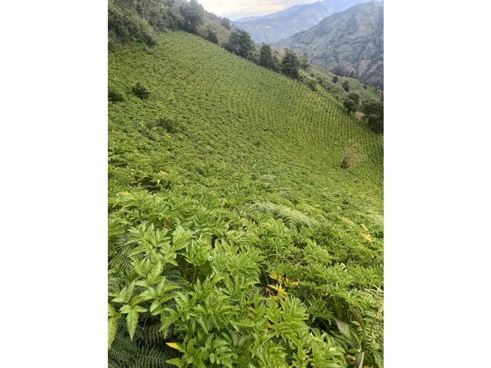 VENTA FINCA CAJAMARCA COLOMBIA 3156194358 - 3