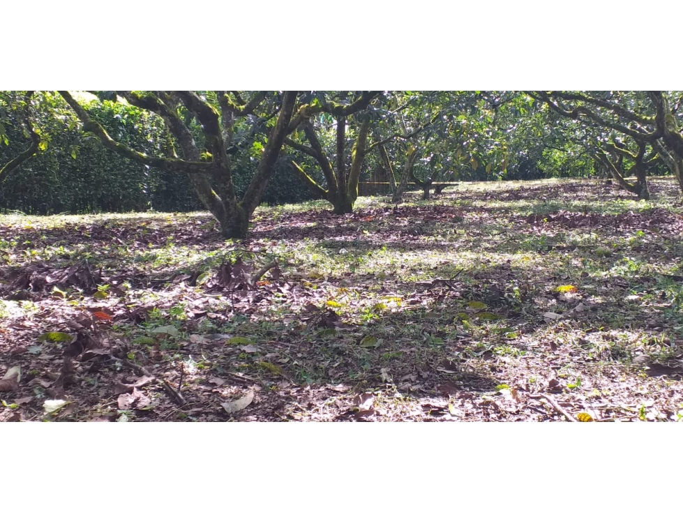 VENTA LOTE SUR ARMENIA QUINDIO, COLOMBIA. CEL. 320 7746921 — foto 2