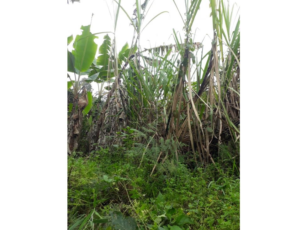SE VENDE FINCA EN EL MUNICIPIO PIJAO QUINDIO. - 4