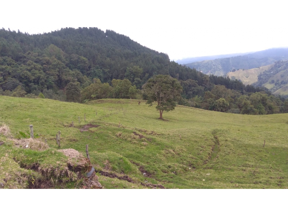 SE VENDE FINCA EN MANIZALES CALDAS COLOMBIA — foto 6
