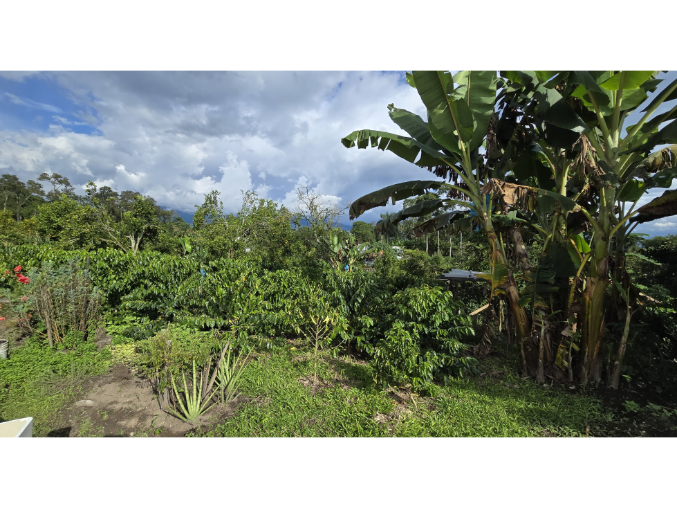 SE VENDE CASA LOTE CON CULTIVOS VIA AL CAIMO, QUINDIO COLOMBIA - 5