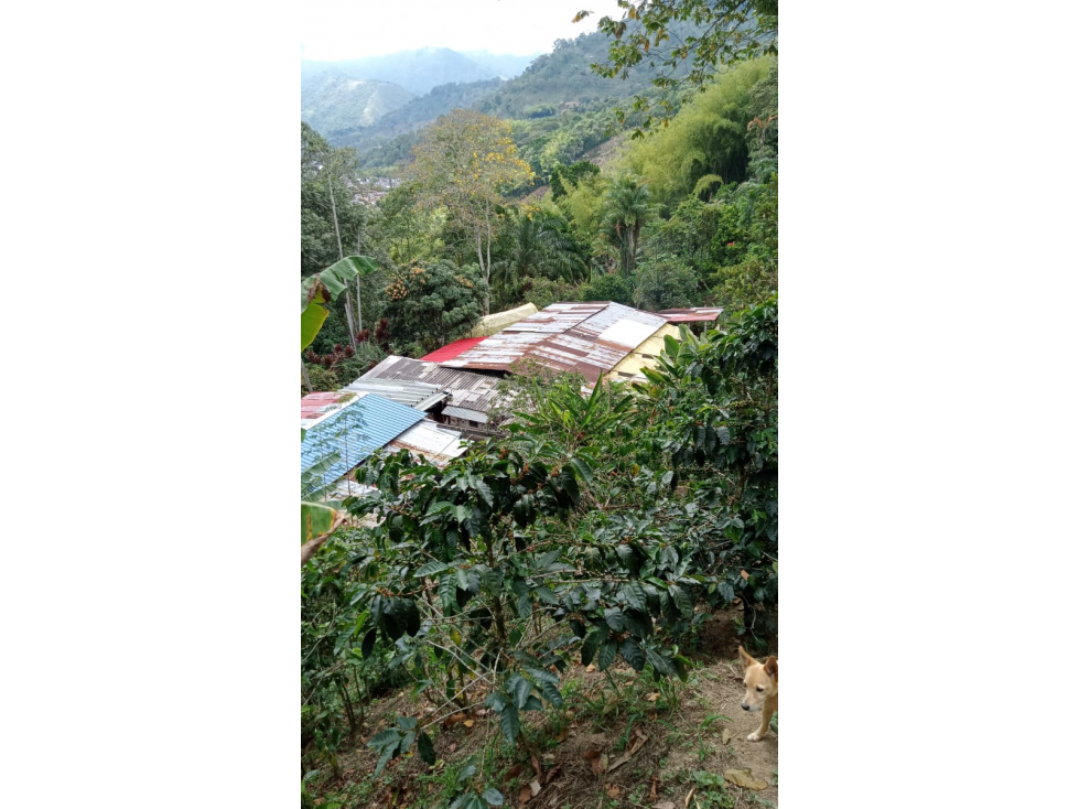 SE VENDE FINCA CERCANA A GENOVA QUINDIO COLOMBIA - 3