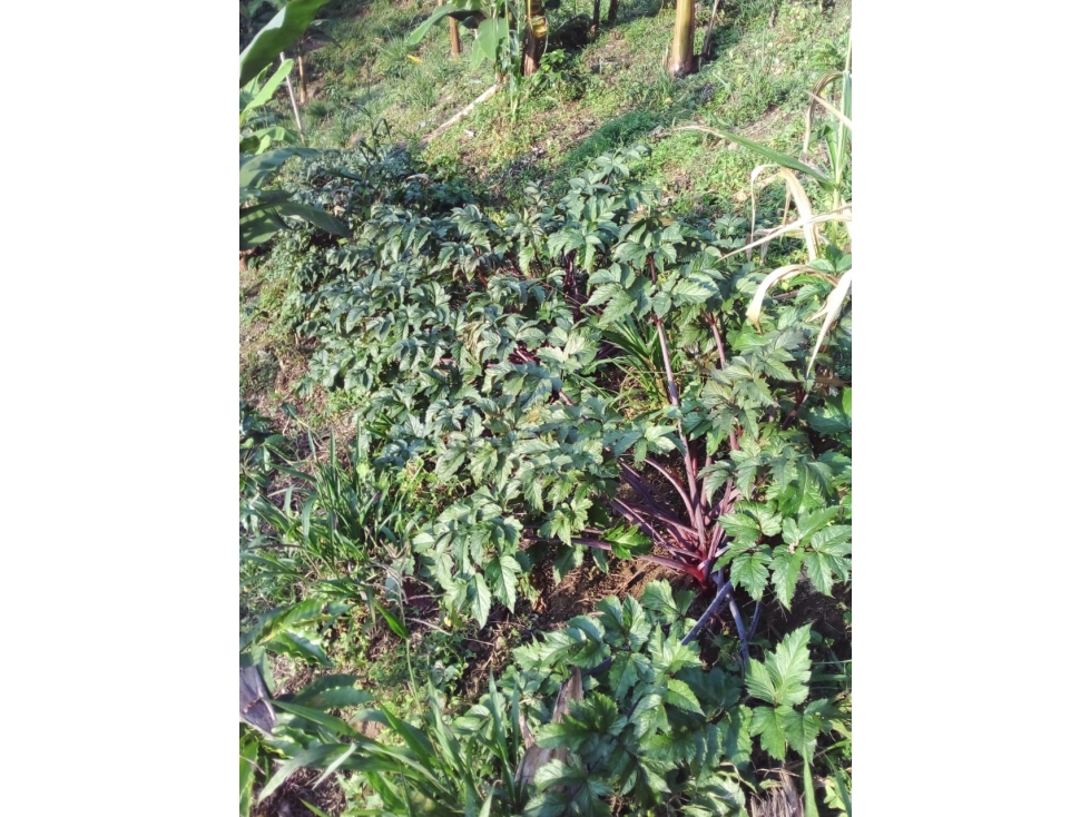 SE VENDE FINCA EN EL MUNICIPIO DE CORDOBA QUINDIO COLOMBIA - 4