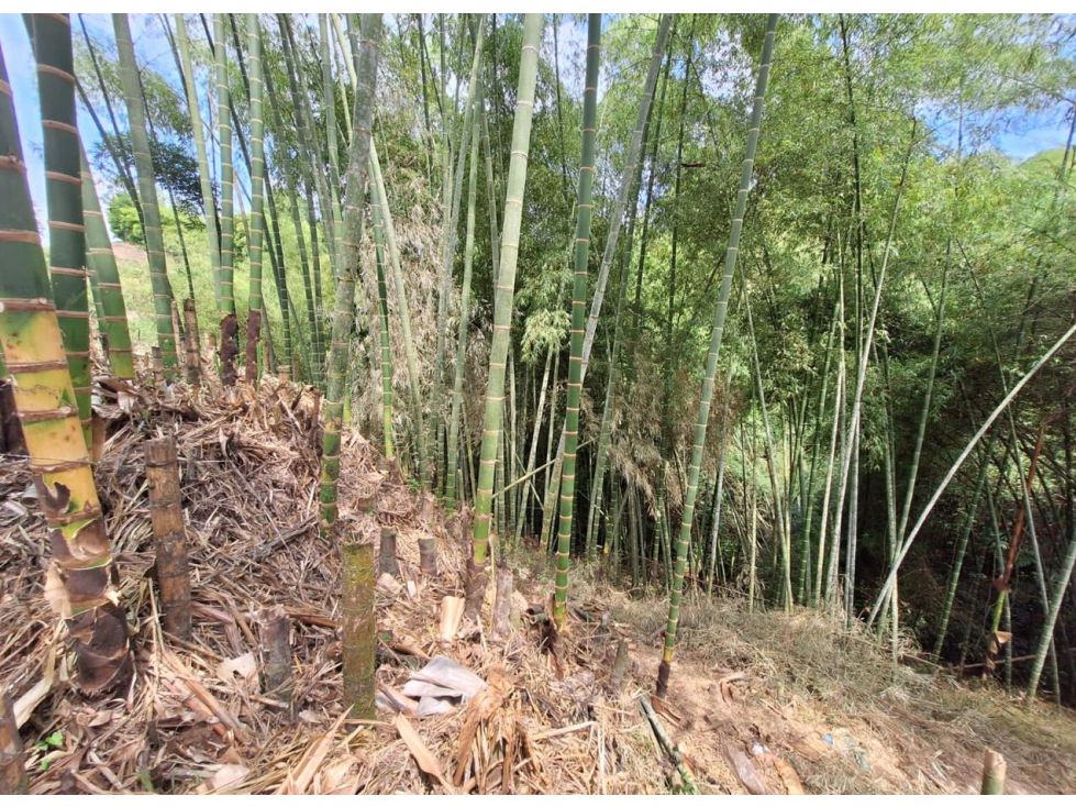 LOTE EN VENTA A SOLO 5 MINUTOS DE ARMENIA, Q, COLOMBIA. 3207746921 — foto 4