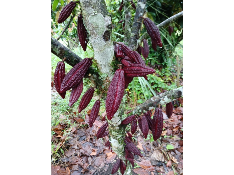 SE VENDE FINCA EN SEVILLA VALLE- COLOMBIA - 4