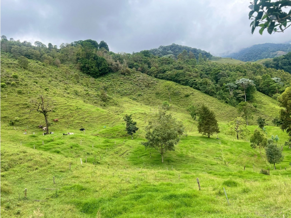 FINCA EN VENTA, GENOVA QUINDIO - 4