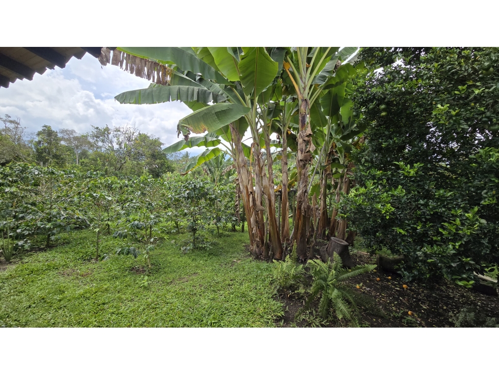 CASA CAMPESTRE EN VENTA UBICADA EN ZONA RURAL DE ARMENIA QUINDIO — foto 4