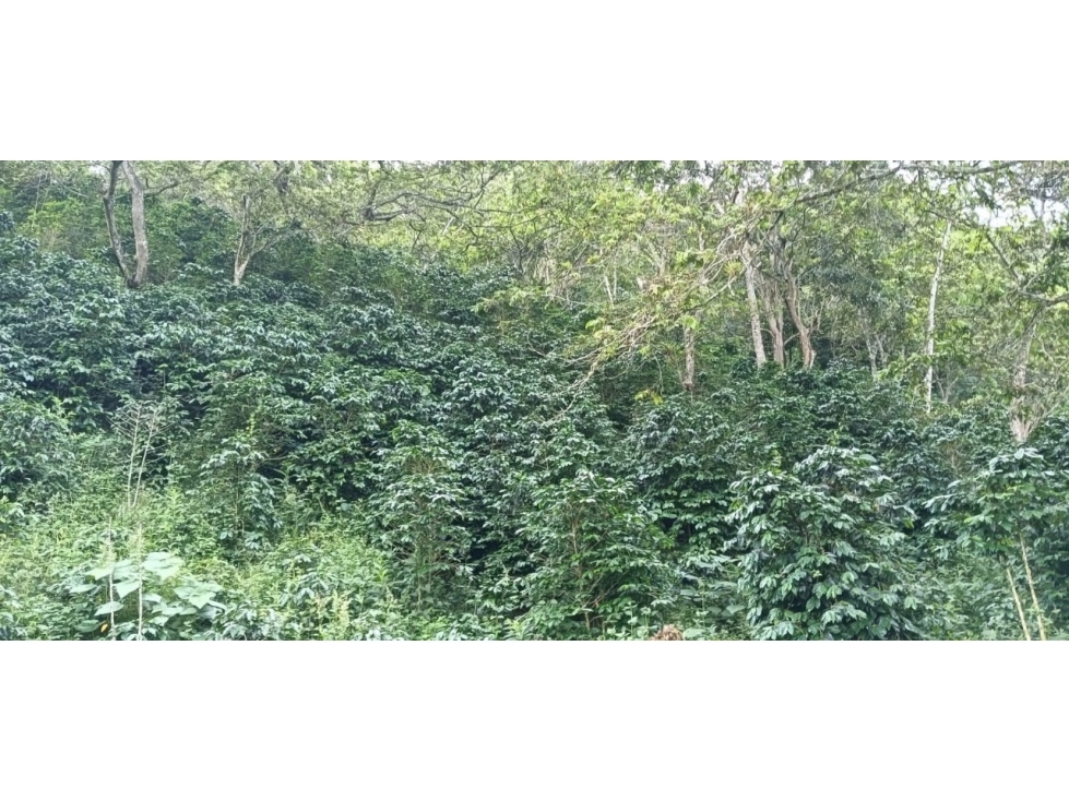 SE VENDE FINCA EN GENOVA QUINDIO COLOMBIA — foto 4