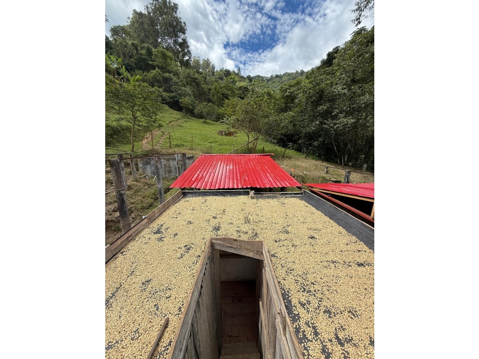 VENTA FINCA GÉNOVA QUINDIO COLOMBIA 3207746921 - 4