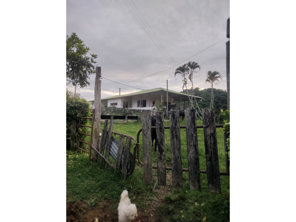 VENTA FINCA COROZAL VALLE DEL CAUCA COLOMBIA-3207746921 - 1