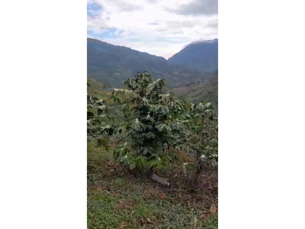SE VENDE FINCAL EN GENOVA QUINDIO QUINDIO COLOMBIA-3207746921 - 6