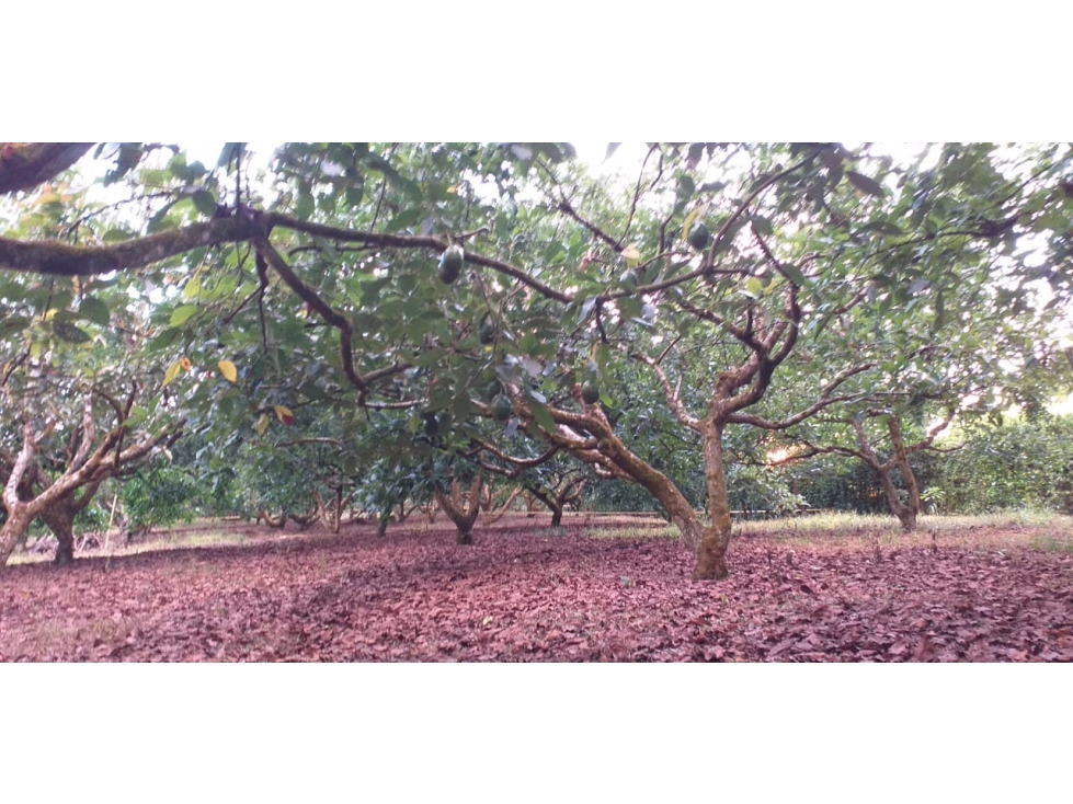 VENTA LOTE SUR ARMENIA QUINDIO, COLOMBIA. CEL. 320 7746921 — foto 4