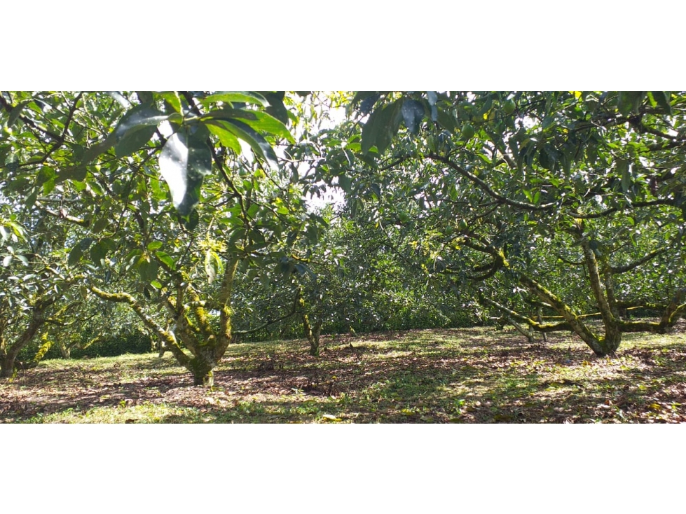 VENTA LOTE SUR ARMENIA QUINDIO, COLOMBIA. CEL. 320 7746921 — foto 5