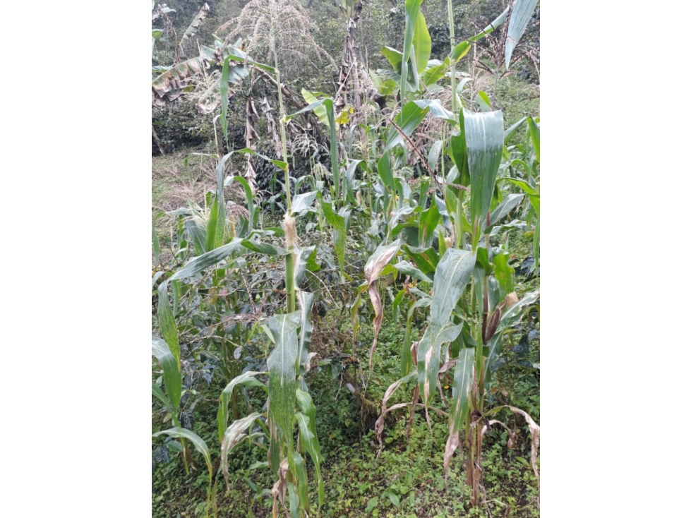 SE VENDE FINCA EN EL MUNICIPIO PIJAO QUINDIO. - 5