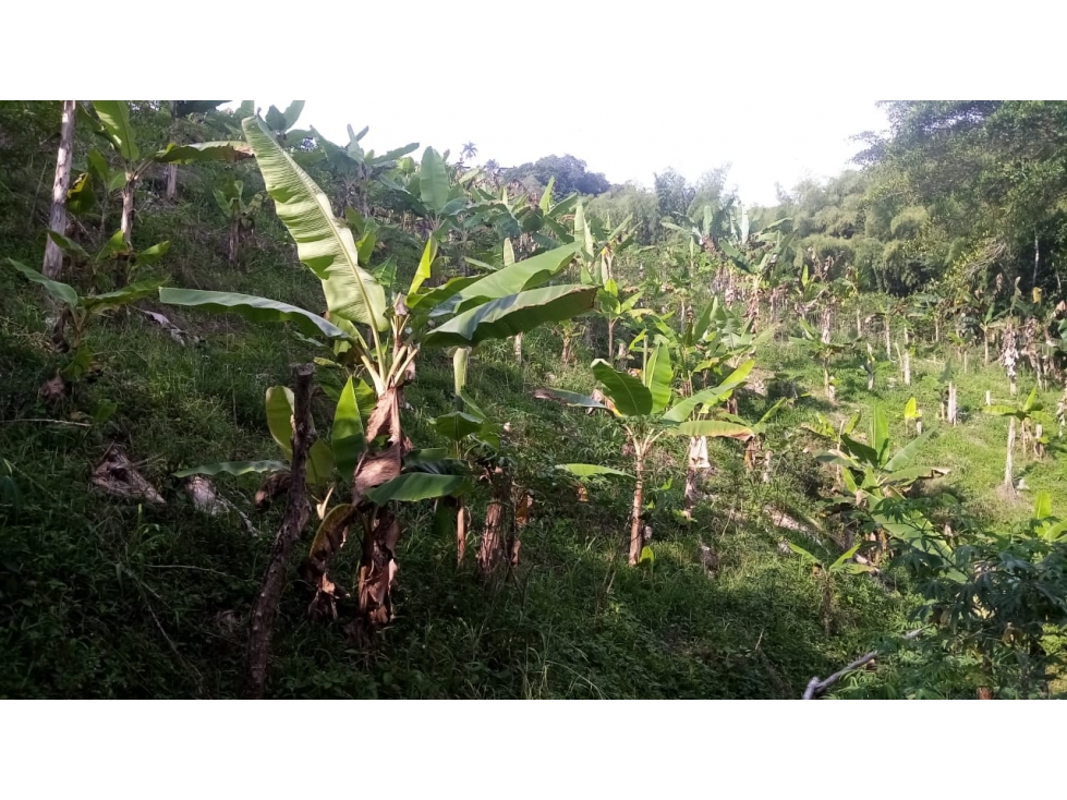 VENTA FINCA EN BUENAVISTA QUINDIO COLOMBIA . 3207746921-3162818031 — foto 4