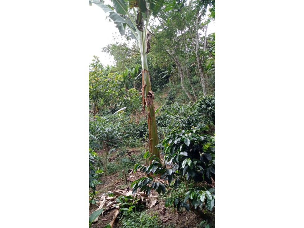 SE VENDE FINCA CERCANA A GENOVA QUINDIO COLOMBIA - 4