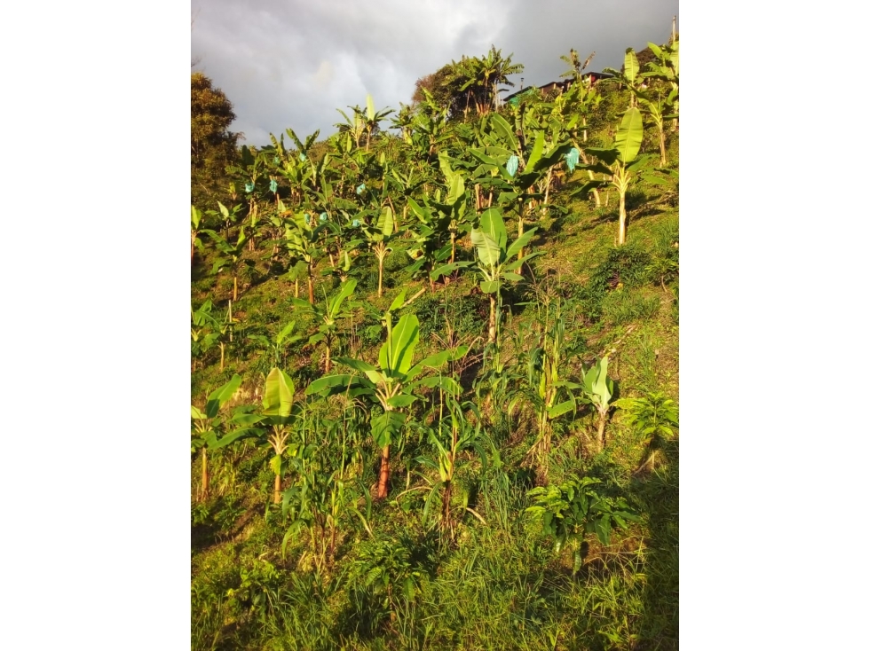 SE VENDE FINCA EN EL MUNICIPIO DE CORDOBA QUINDIO COLOMBIA - 5