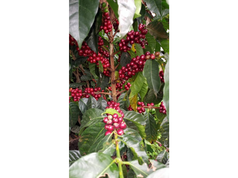 SE VENDE FINCA EN CAJAMARCA TOLIMA - 5