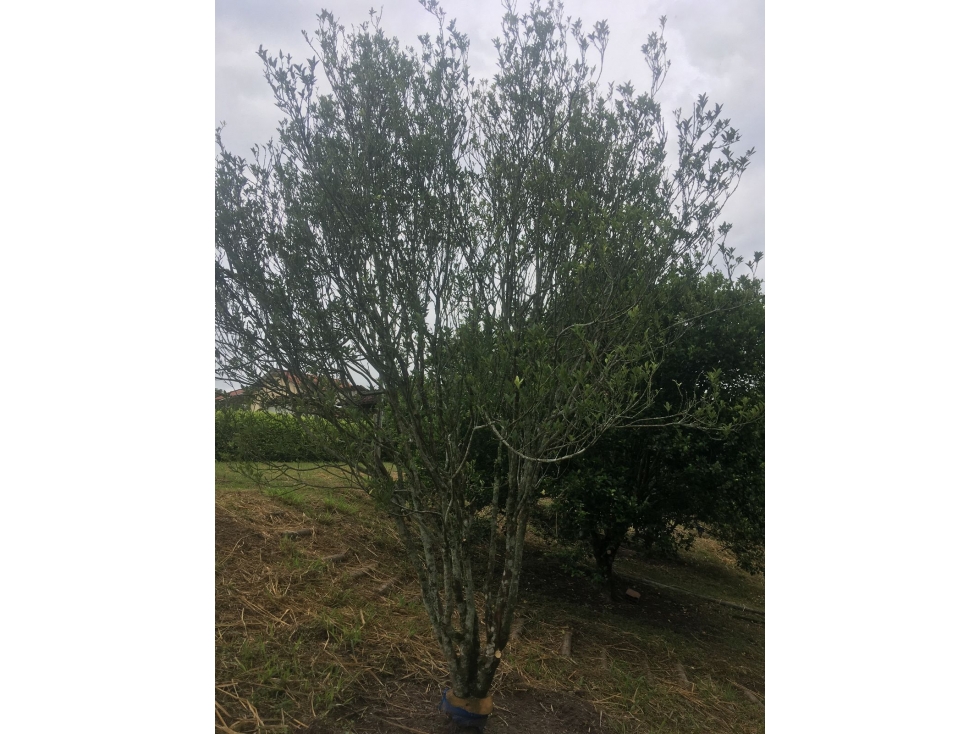 SE VENDE LOTE- LA TEBAIDA QUINDIO - 5