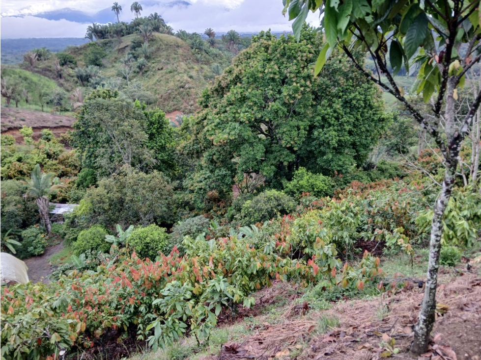 SE VENDE FINCA EN SEVILLA VALLE- COLOMBIA - 5