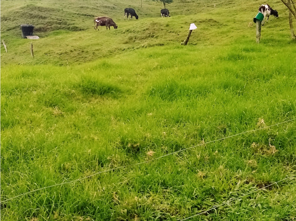 FINCA EN VENTA, GENOVA QUINDIO - 5