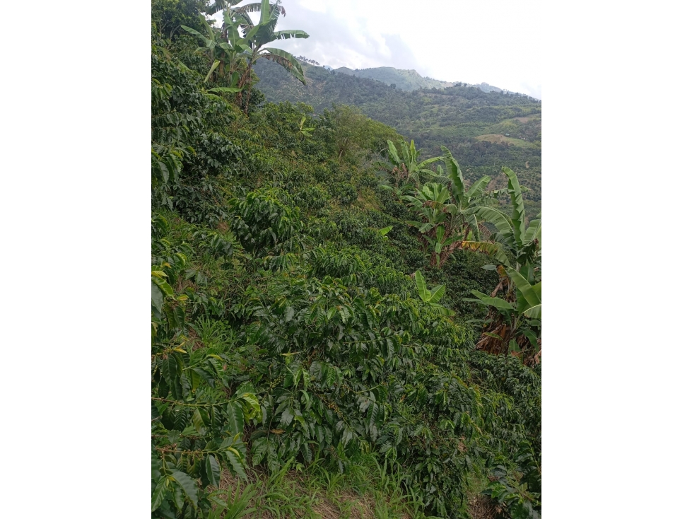 FINCA EN VENTA, CAICEDONIA VALLE - 5