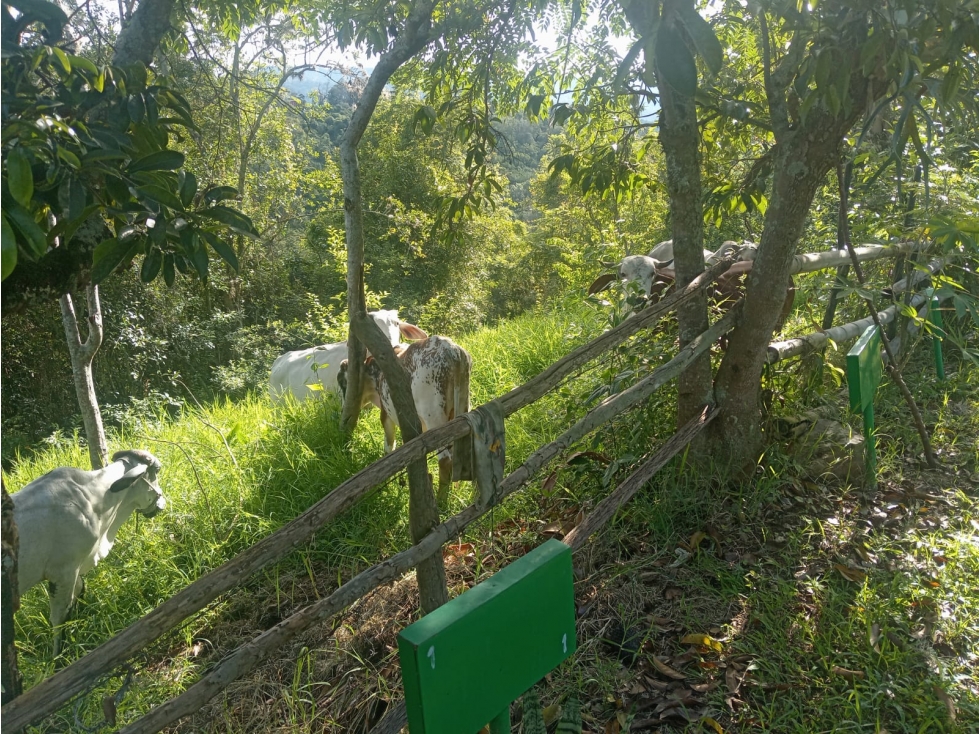 SE VENDE FINCA EN ARBELAEZ FUSAGASUGA - 5
