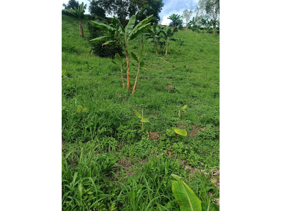 VENTA LOTE BUENAVISTA QUINDIO COLOMBIA-3207746921 - 5