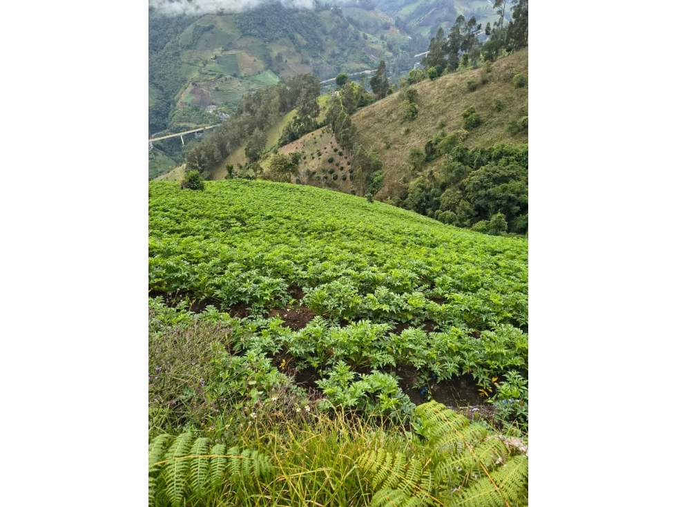 VENTA FINCA CAJAMARCA COLOMBIA 3156194358 - 4