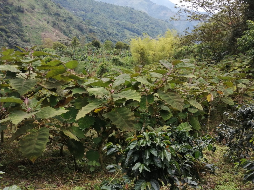 SE VENDE FINCA EN GENOVA - 6